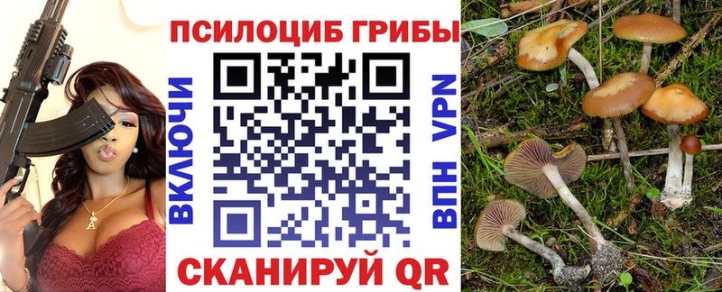 Псилоцибиновые грибы Psilocybe  купить наркотики сайты  Городовиковск 